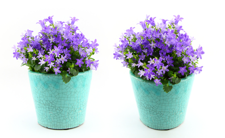 Potted Campanula Portenschlagiana isolated on white backgroundの写真素材