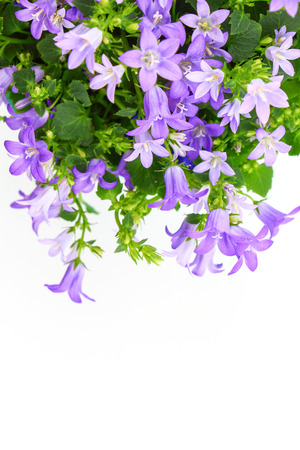 Potted Campanula Portenschlagiana isolated on white backgroundの写真素材