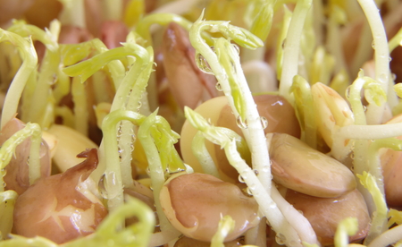 Lentil seeds sprouting closeupの写真素材
