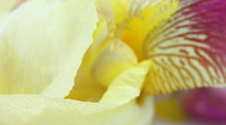 Yellow iris flower petals closeupの写真素材