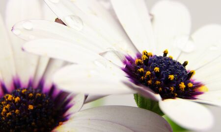 White Osteospermum with water droplets on petalsの写真素材