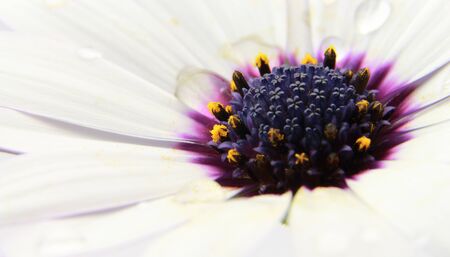 White Osteospermum with water droplets on petalsの写真素材