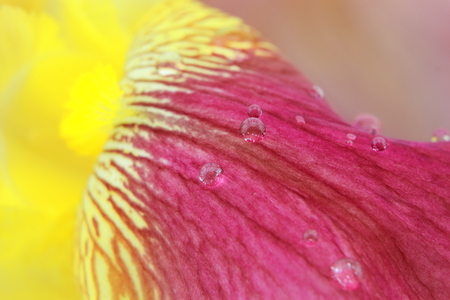 Vibrant yellow magenta iris flower petals closeup with raindropsの写真素材