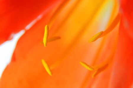 Clivia flowers blooming macro shotabstract background