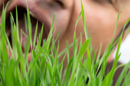 Man with open mouth about to eat wheatgrass, focus on grassの写真素材