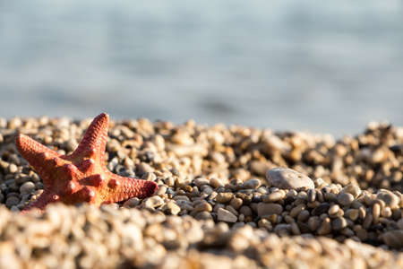 Starfish on the sand by the sea, abstract background.の写真素材