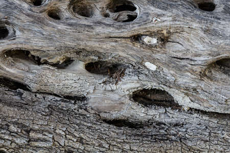 Natural tree trunk surface texture background
