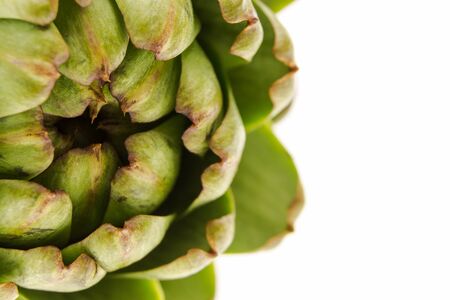 Fresh artichoke, macro shot on white with copy-spaceの写真素材