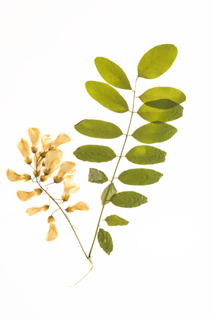 Illuminated herbarium Acacia leaves and flowers, isolated on white background.の写真素材