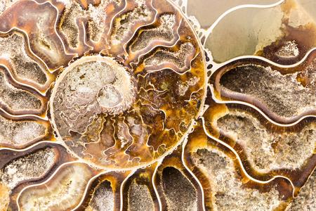Spiral Ammonite fossil closeup background