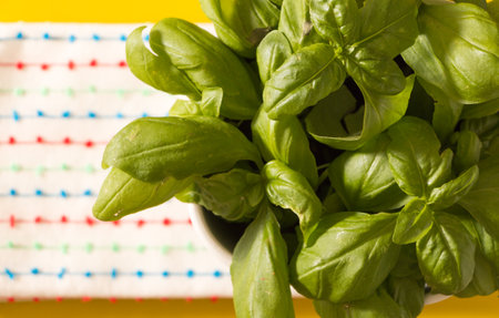 Fresh basil in pot closeup, overhead shot