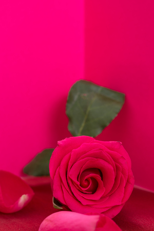 Closeup of red rose and petals, on pink background and copy-space.の写真素材