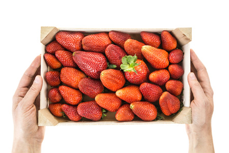 Hands holding red ripe strawberries in wooden box, isolated on white background.の写真素材