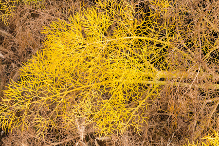 Wild yellow fennel leaves natural background/backdrop/texture.