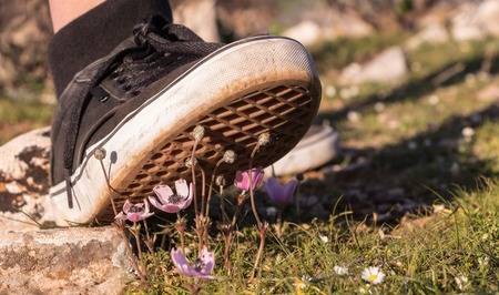 Foot stepping on tiny white yellow daisies on green field.の写真素材