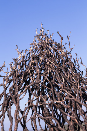 Part of burnt tree branches/trunk closeup against blue sky.の写真素材