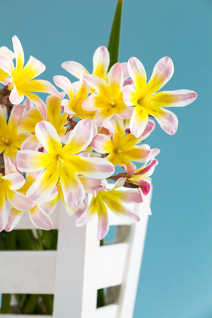 Colorful spring flower bouquet, in white wooden container and on light blue background.の写真素材
