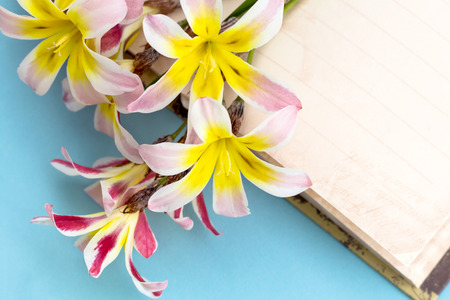 Colorful spring flowers, with blank open diary for text, on light blue background.の写真素材