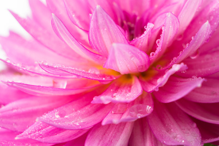 Blooming pink Dahlia flower closeup, with water droplets.の写真素材