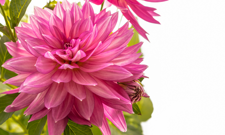 Blooming pink Dahlia flower closeup, with copy-space.の写真素材