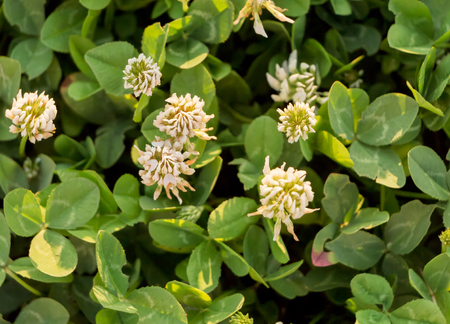 Closeup of clover filed, with white flowers closeup background.の写真素材