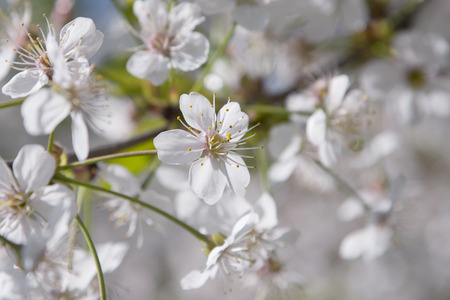 Cherry blossoms over blurred nature background Spring flowersSpring Background with bokeh