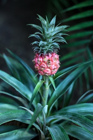 Baby pineapple growing on a  plant vertical