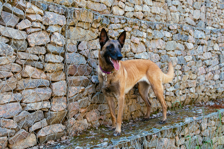 Malinois Belgian Shepherd dog on the background stone wallの写真素材