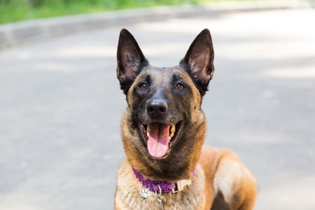 Malinois Belgian Shepherd dog lying on the pavementの写真素材