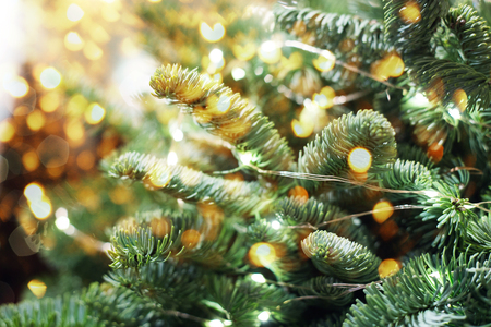 Closeup of Christmas-tree backgroundの写真素材