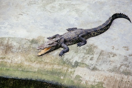Crocodiles in a farm, Thailandの写真素材