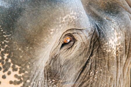 Eye of an elephantの写真素材