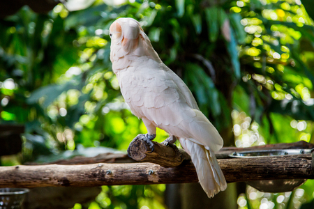 Lovely cockatoo is sitting on a branch. close upの写真素材