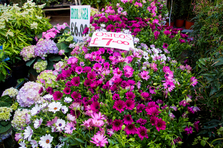 London, United Kingdom - April 17, 2015: Columbia Road Flower Sunday market. Street traders are selling their stock, people choosing flowersのeditorial素材