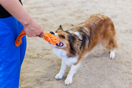 dog Border Collie plays with a toyの写真素材