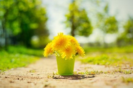 yellow dandelion flower in a bucket , spring beautiful backgroundの写真素材