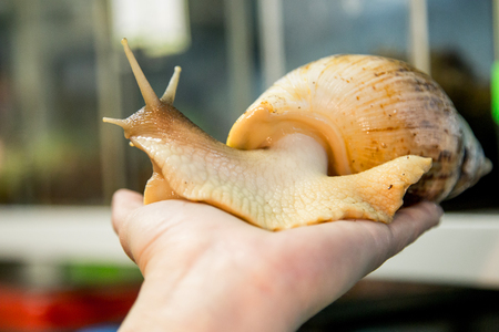 Home snail Achatina in the palm of your handの写真素材