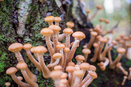 mushrooms honey agarics in a forest on a treeの写真素材