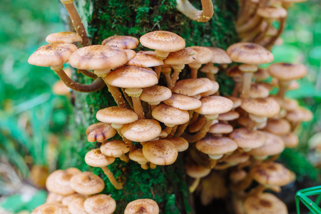 mushrooms honey agarics in a forest on a treeの写真素材