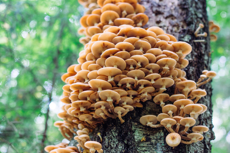 mushrooms honey agarics in a forest on a treeの写真素材