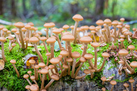 mushrooms honey agarics in a forest on a treeの写真素材