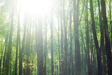 Forest background. tree trunks with green foliageの写真素材