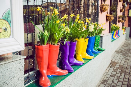 Yellow daffodils and hyacinth in multicolored rubber boots used as pots decorating the storefront window. Selective focusの写真素材