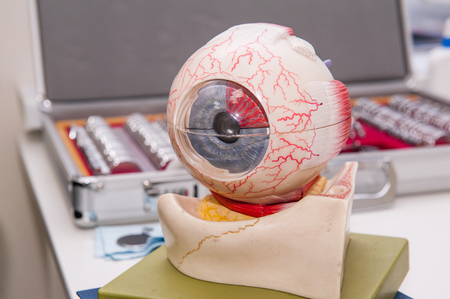 Human eye anatomy model on the background of set of corrective lens. Abstract background to ophthalmology concept. Selective focus, space for text.の写真素材