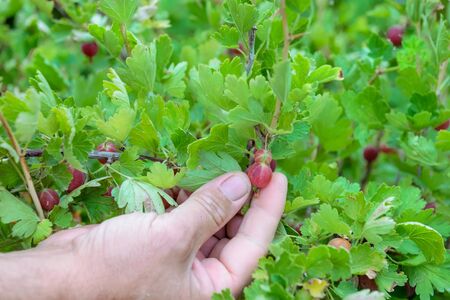 Male hands picking ripe gooseberries. Red gooseberry in the garden. Selective focus.の写真素材