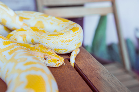 Gold Python,Reticulated python, Python reticulatus Albino snake with beautiful yellow texture. Exotic pet. Selective focus.の写真素材