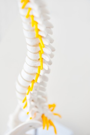 Close up part of human spine model with nervous processes on the light background. Medical, health and body care concept. Selective focusの写真素材