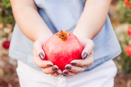Close up female hands holding ripe pomegranate fruit on the garden backgrund at sunset. Harvest and fertility concept. Selective soft focus, space for textの写真素材