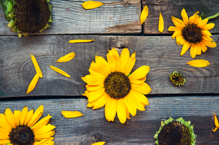 Top view yellow sunflowers and petals on wooden rustic background of old fence. Agriculture harvest concept. Selective focus, space for text.の写真素材