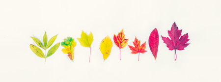 Top view Different types of tree fall leaves in a row gradient from green to dark red on white background.の写真素材